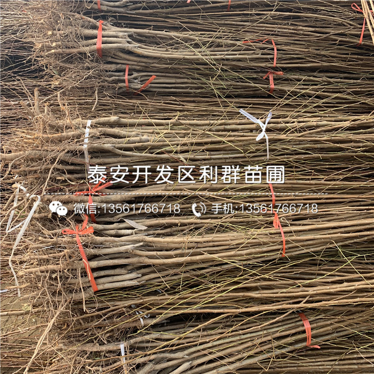 批發(fā)李子樹苗批發(fā)、批發(fā)李子樹苗價格及基地