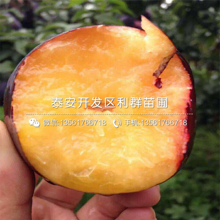批發(fā)紅西梅李樹(shù)苗、批發(fā)紅西梅李樹(shù)苗價(jià)格及基地