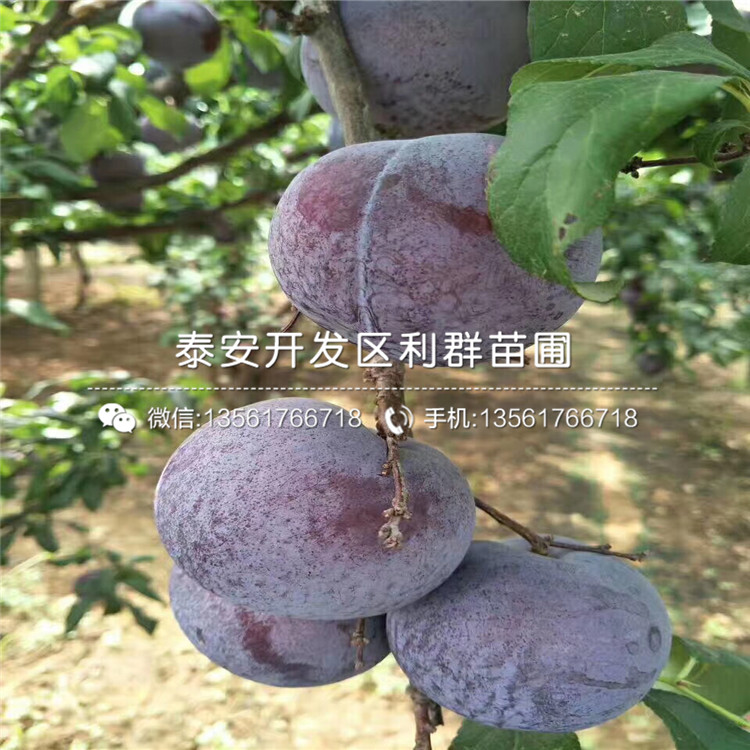 西梅女神李子苗出售、西梅女神李子苗價格及報(bào)價