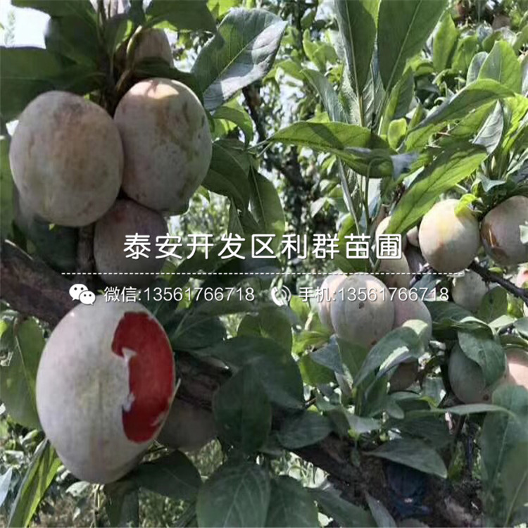 出售三華李樹苗、三華李樹苗價格及報價