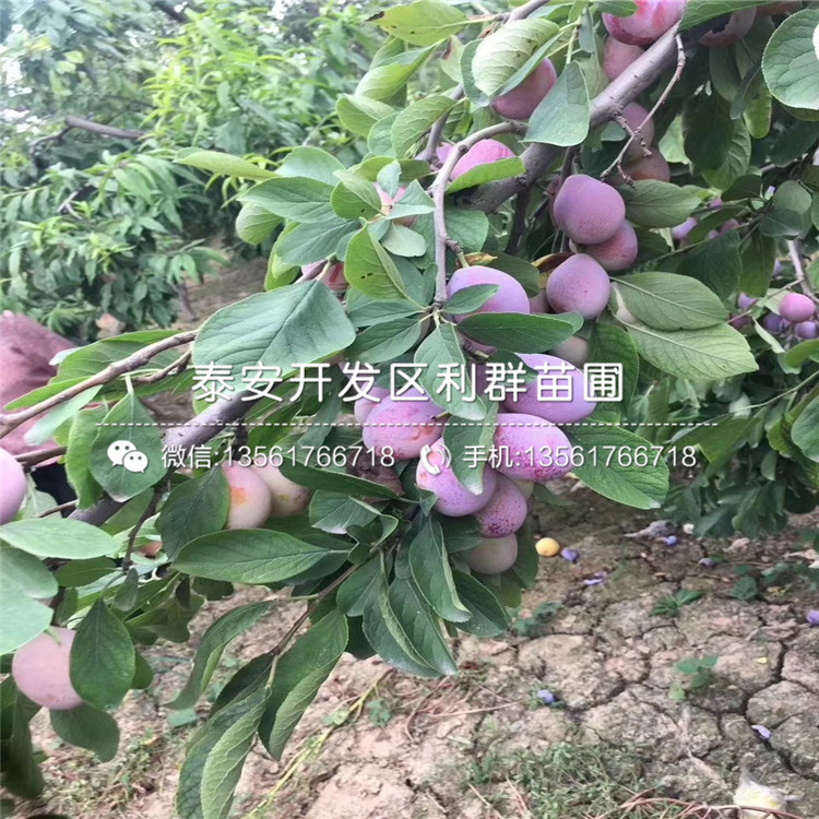黑李子苗價(jià)格、黑李子苗基地