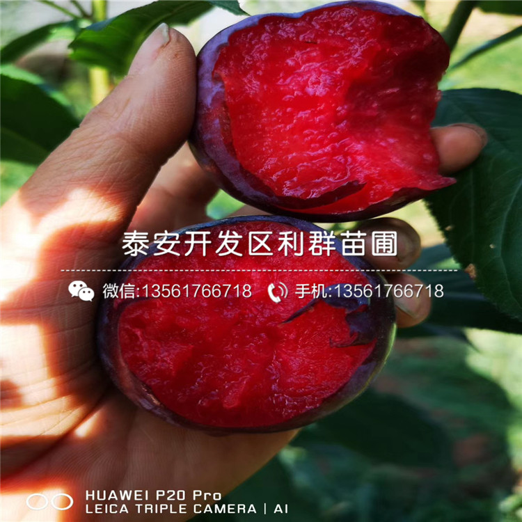 美國杏李樹苗、美國杏李樹苗基地
