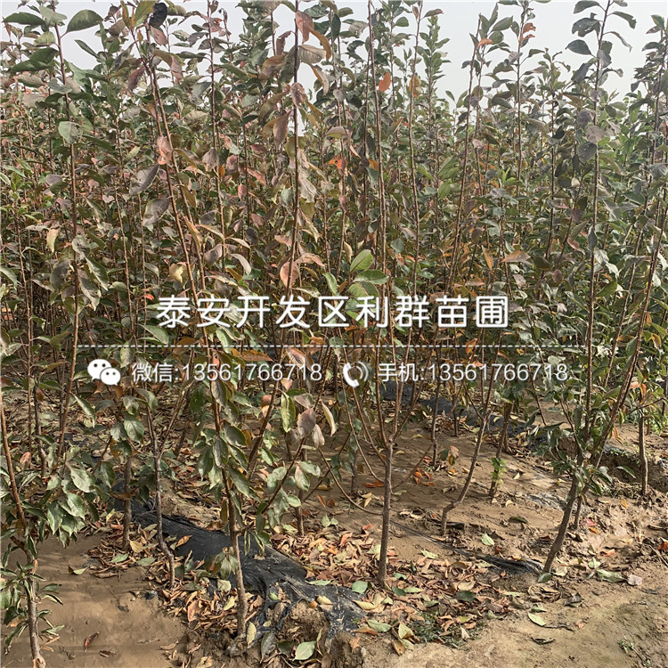3公分李子樹苗報(bào)價(jià)、2020年3公分李子樹苗價(jià)格