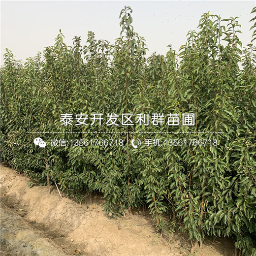 黑李子苗價(jià)格、黑李子苗基地