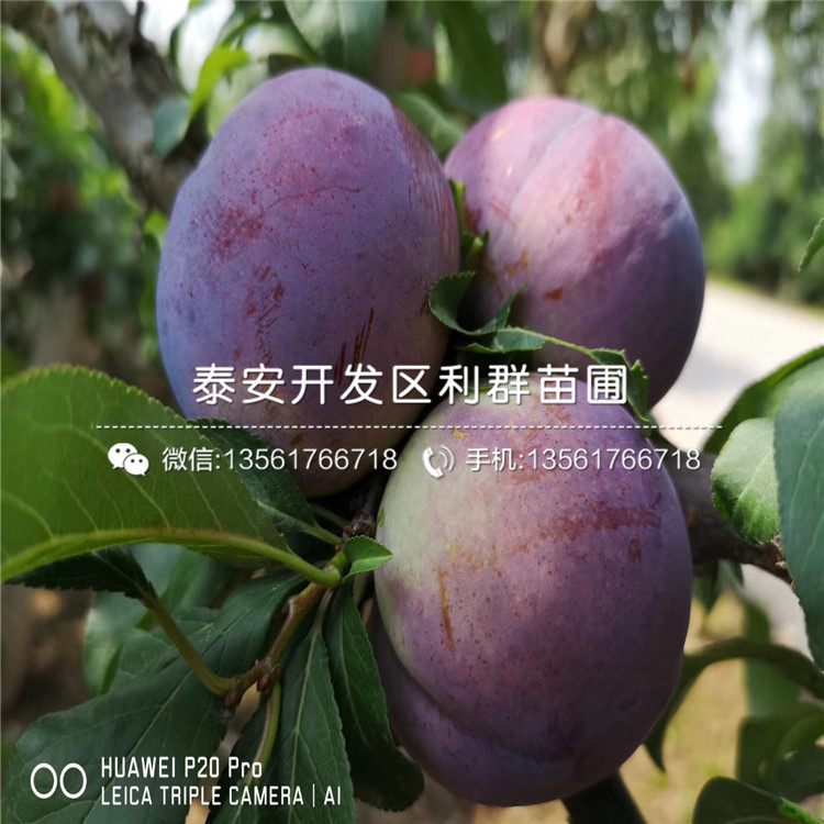 紅脆李樹苗價格、紅脆李樹苗基地及報價