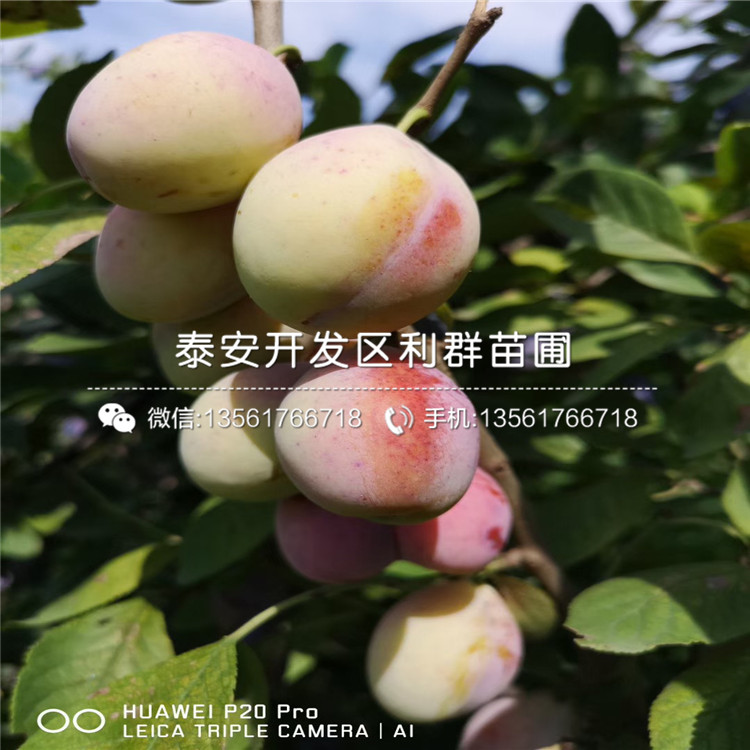 西梅女神李子樹苗、西梅女神李子樹苗批發(fā)