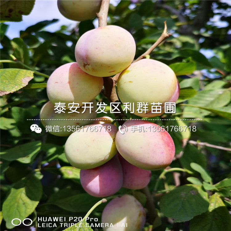 批發(fā)黃金李樹(shù)苗、批發(fā)黃金李樹(shù)苗基地