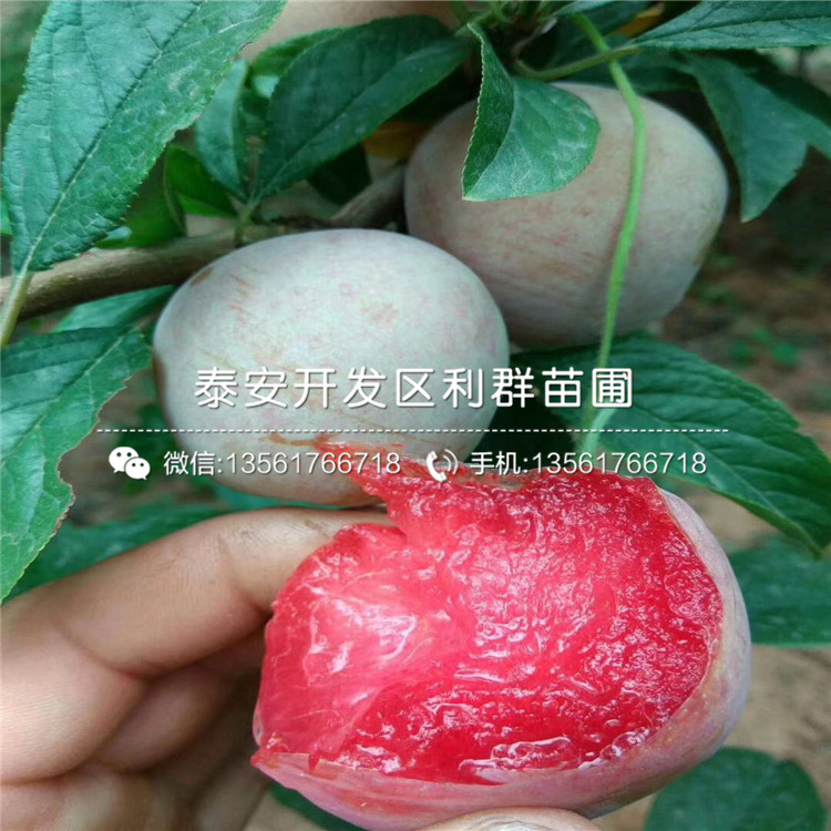 出售西梅李子苗、西梅李子苗價(jià)格
