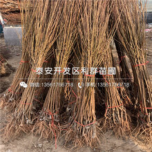 早红李子苗批发、早红李子苗价格及报价图片