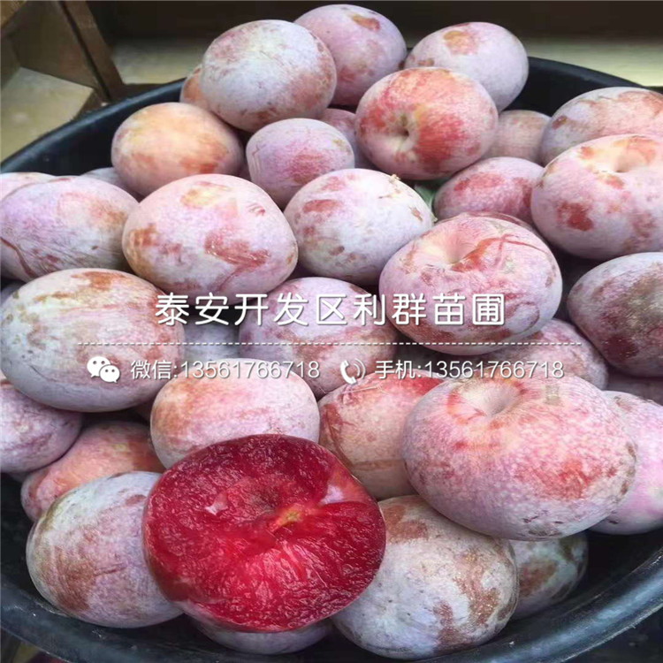 西梅女神李子樹苗基地、西梅女神李子樹苗價格及報價