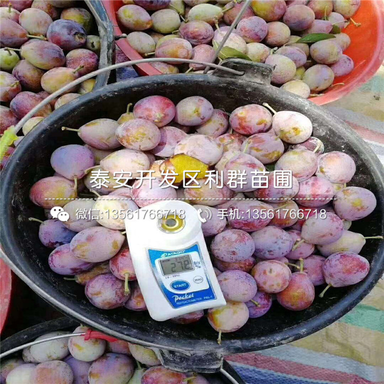 三華李子樹苗品種
