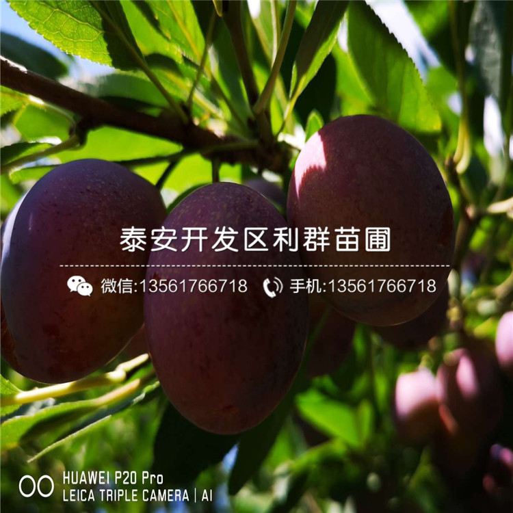 法蘭西西梅李樹(shù)苗、法蘭西西梅李樹(shù)苗基地及價(jià)格