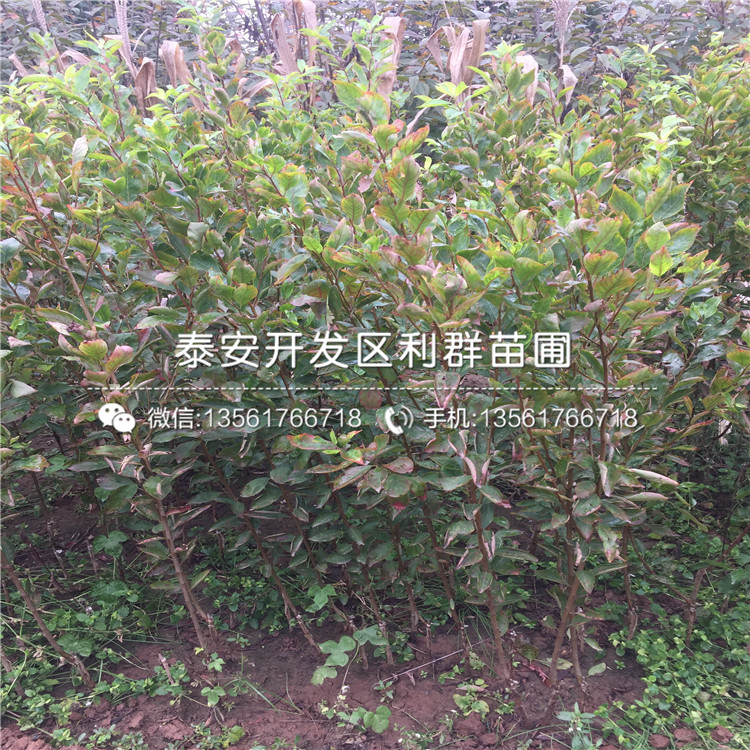 藍(lán)蜜李樹苗、藍(lán)蜜李樹苗批發(fā)價(jià)格