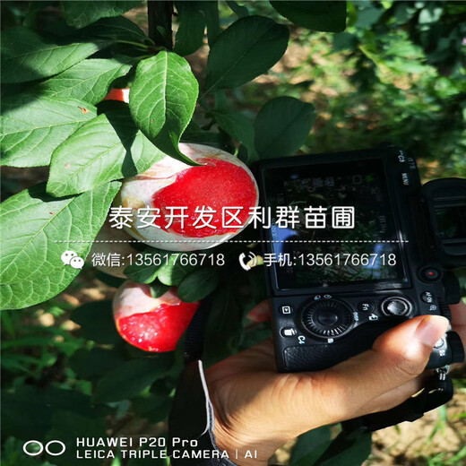 出售李子樹苗價格及報價