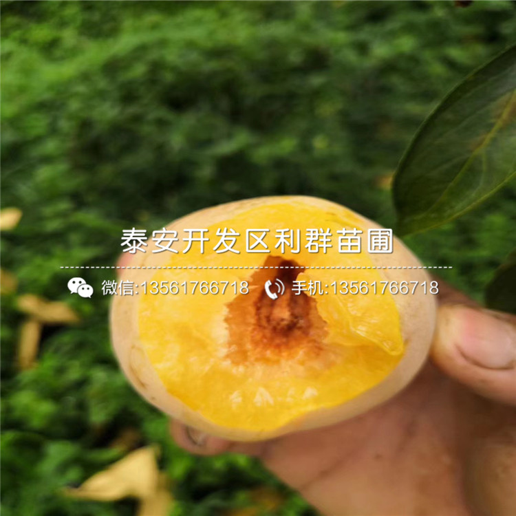 出售冰糖李子苗、出售冰糖李子苗價格