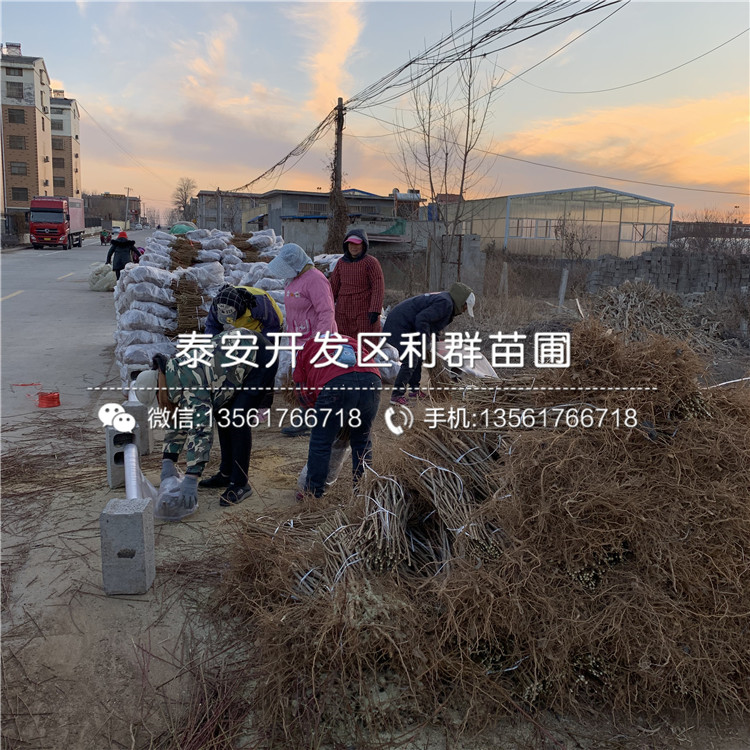 3公分李樹苗批發、3公分李樹苗基地