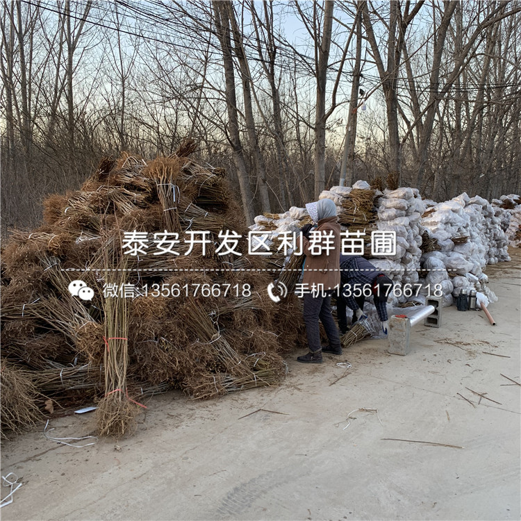 批發(fā)蜂糖李樹苗、批發(fā)蜂糖李樹苗價(jià)格
