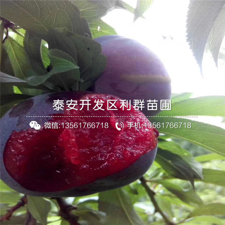 黑琥珀李子樹苗、黑琥珀李子樹苗出售