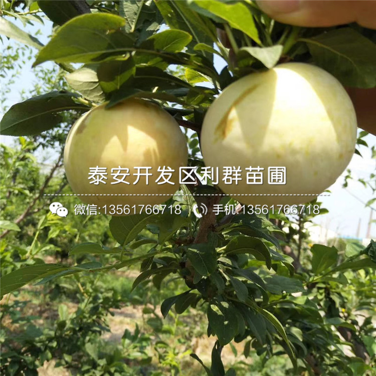 紅脆李樹苗價格、紅脆李樹苗基地及報價