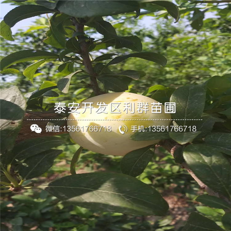 黑布朗李樹苗、黑布朗李樹苗價格及基地