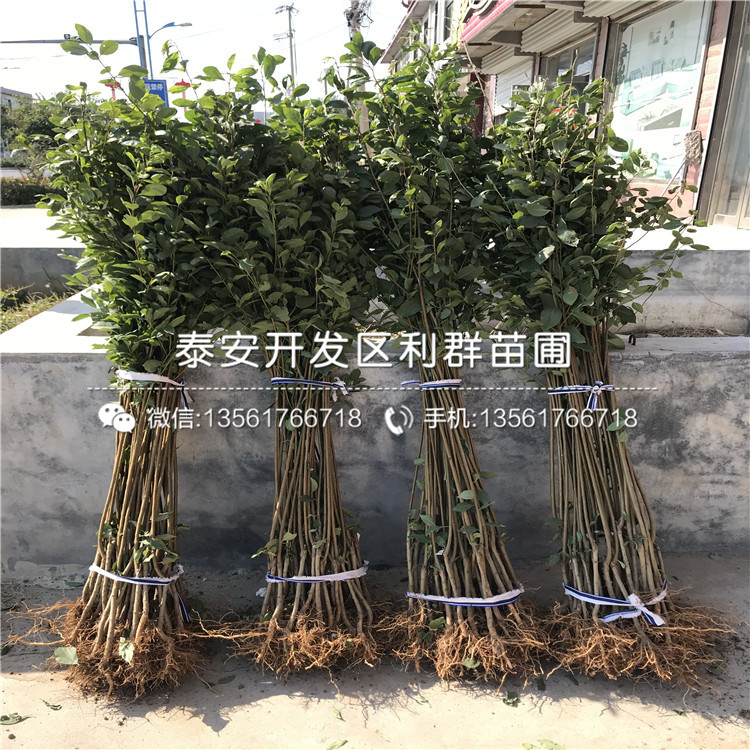 批發(fā)美國(guó)杏李苗、批發(fā)美國(guó)杏李苗價(jià)格