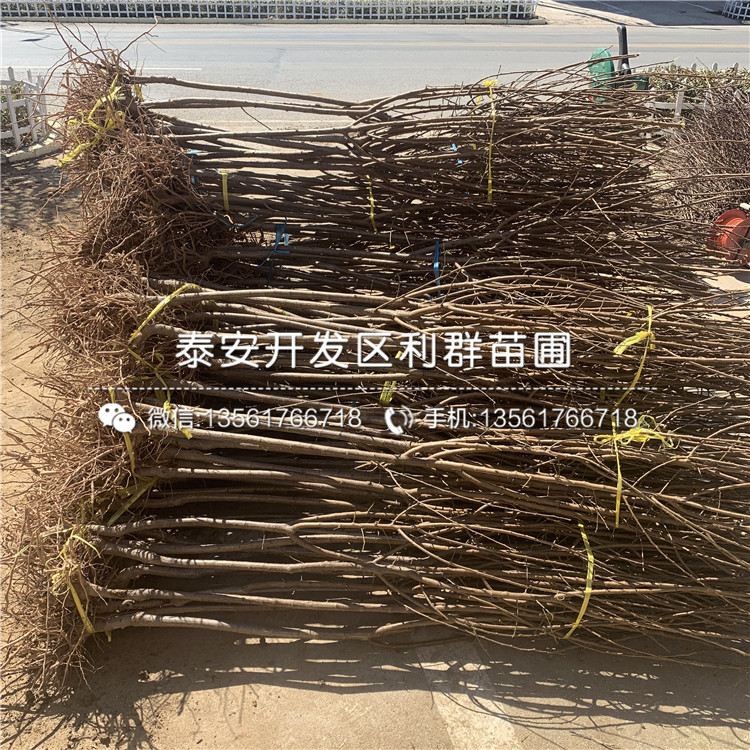 黃金李子苗出售基地