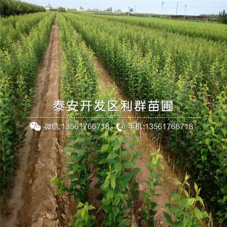 红脆李树苗新品种