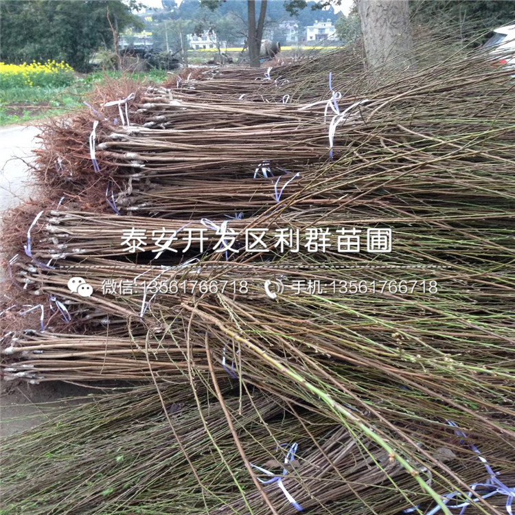 巨型黑李子苗批發(fā)價(jià)格