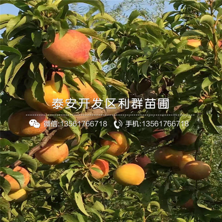 出售青脆李子樹苗、青脆李子樹苗價(jià)格及報(bào)價(jià)