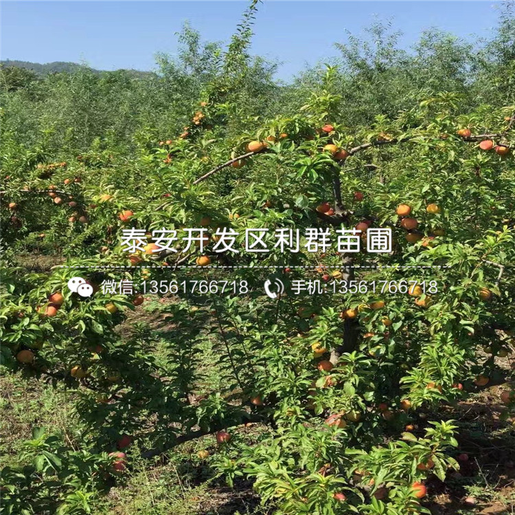 西梅蓝蜜李子苗出售基地