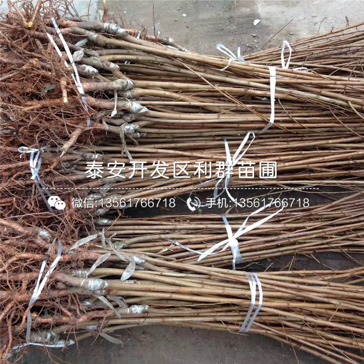 黑布林李樹苗價(jià)格、黑布林李樹苗基地