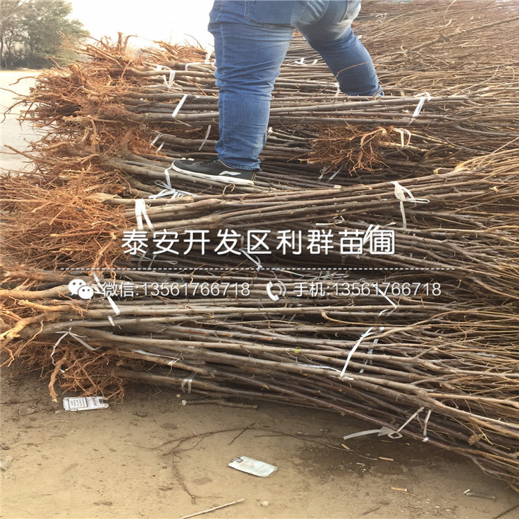 女皇女神李子苗報(bào)價(jià)、女皇女神李子苗價(jià)格及報(bào)價(jià)