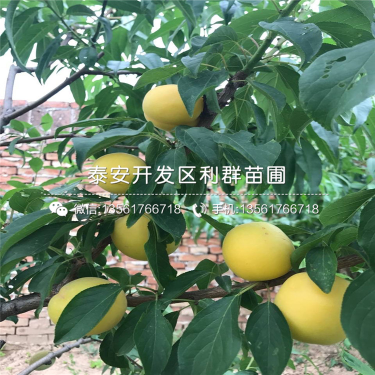 蜂糖李樹苗報(bào)價(jià)及價(jià)格