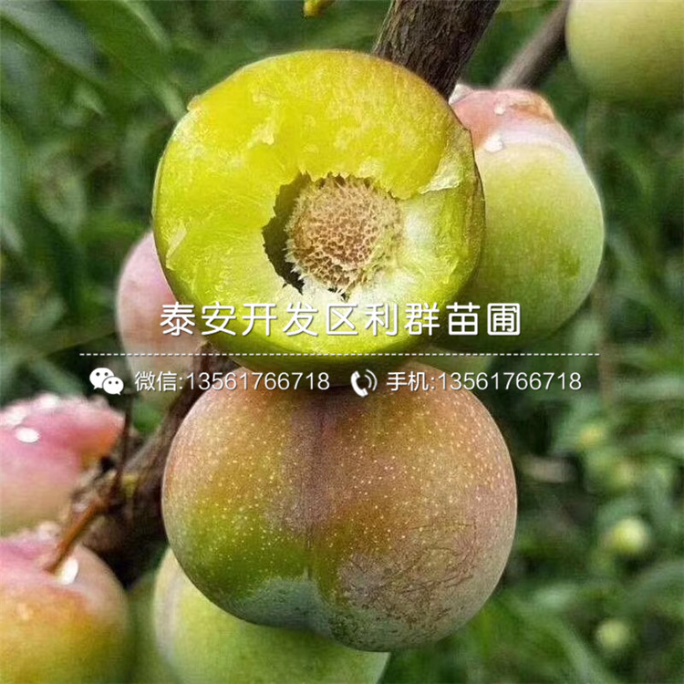 出售李子樹(shù)苗批發(fā)基地