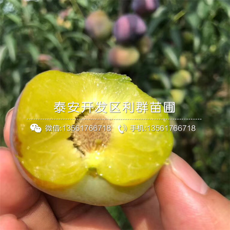 冰糖李子苗價格及報價