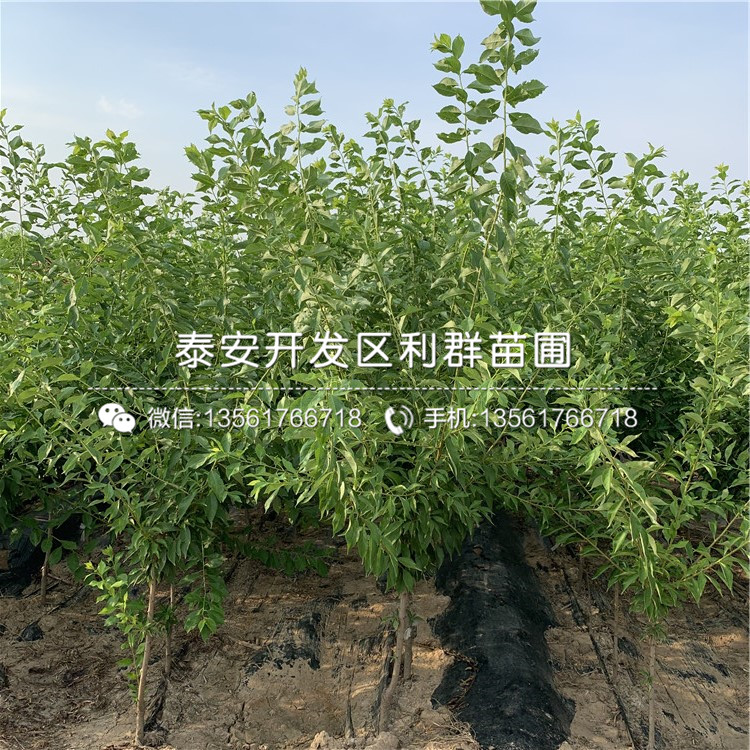 山東甜脆李樹苗、甜脆李樹苗基地