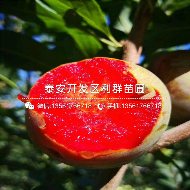 女皇女神李子苗報(bào)價(jià)、女皇女神李子苗價(jià)格及報(bào)價(jià)