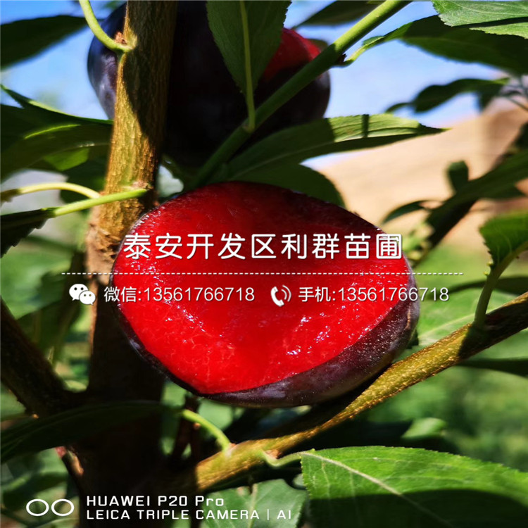 晚紅李子樹苗基地及報(bào)價(jià)