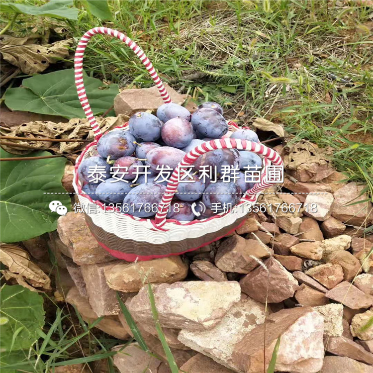 美國杏李樹(shù)苗出售、美國杏李樹(shù)苗基地