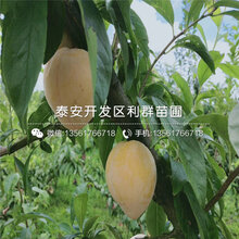 出售紫琥珀李子树苗、出售紫琥珀李子树苗基地图片