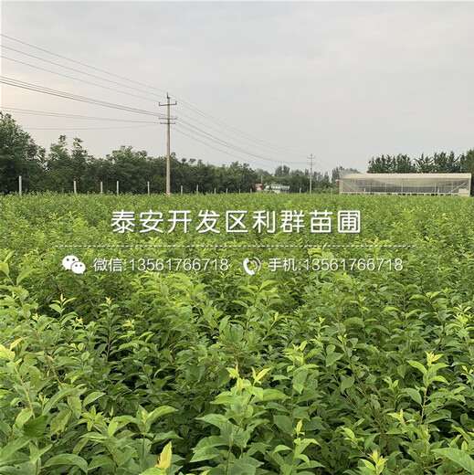 法蘭西李子苗、法蘭西李子苗出售基地