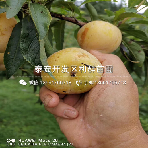 新品種李子樹苗、新品種李子樹苗價格及報價