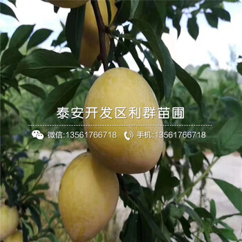 黑布林李树苗出售价格