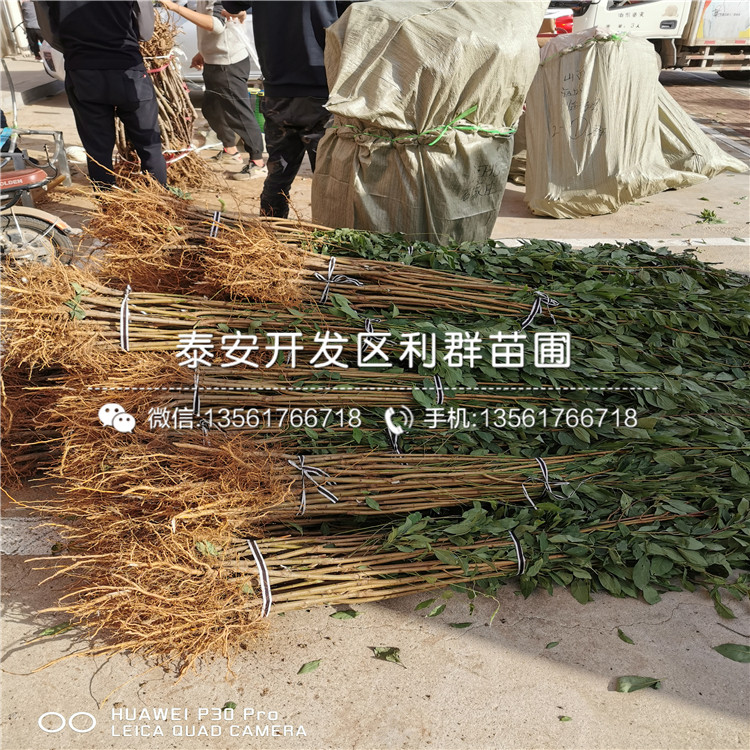 4公分李樹苗品種