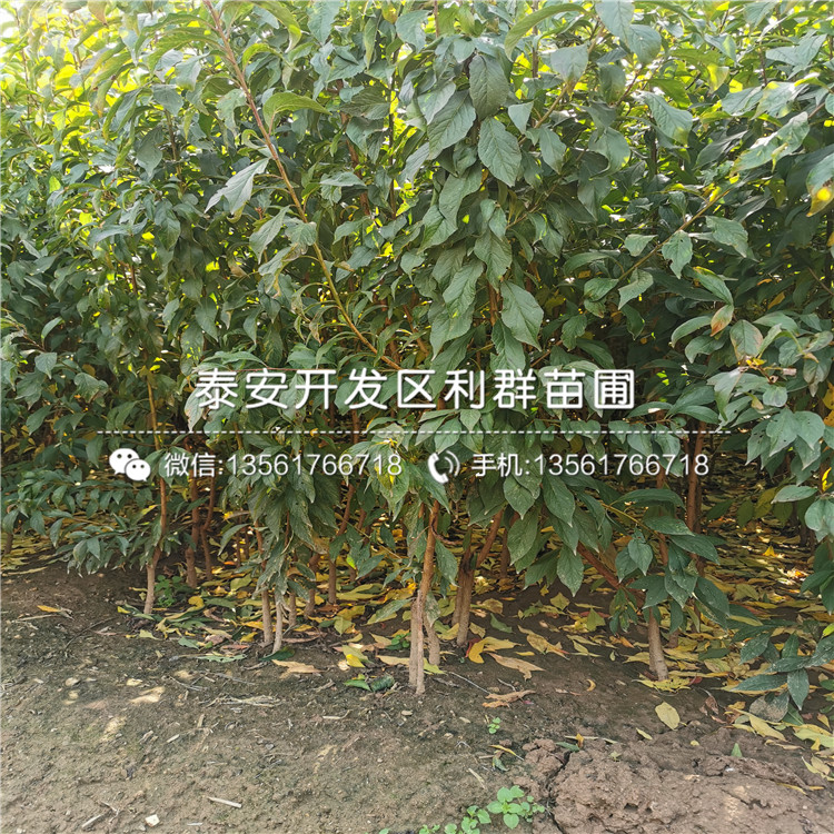 3公分李子苗、3公分李子苗價格