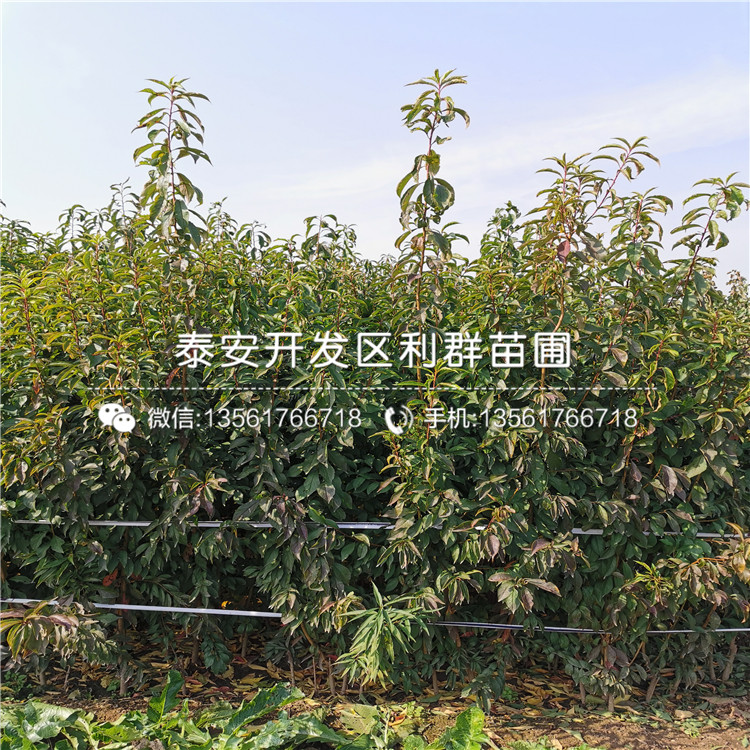 批發(fā)黑霸李子苗、批發(fā)黑霸李子苗價格