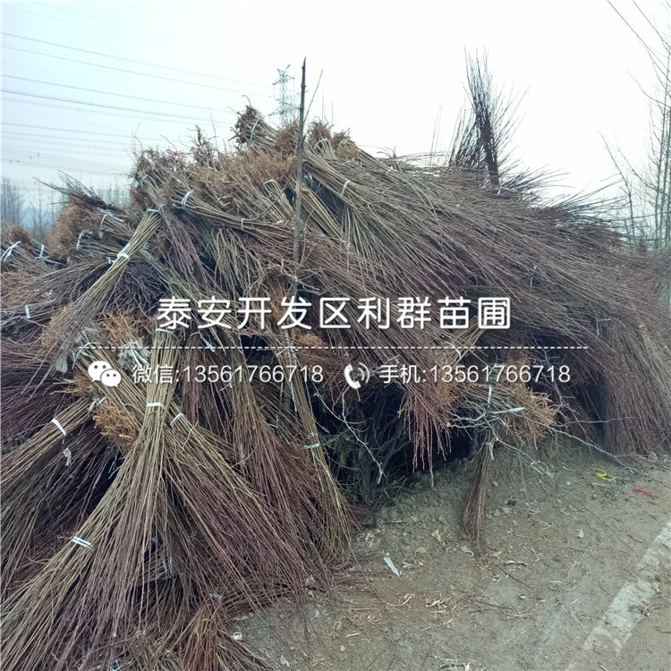 青脆李子苗出售基地