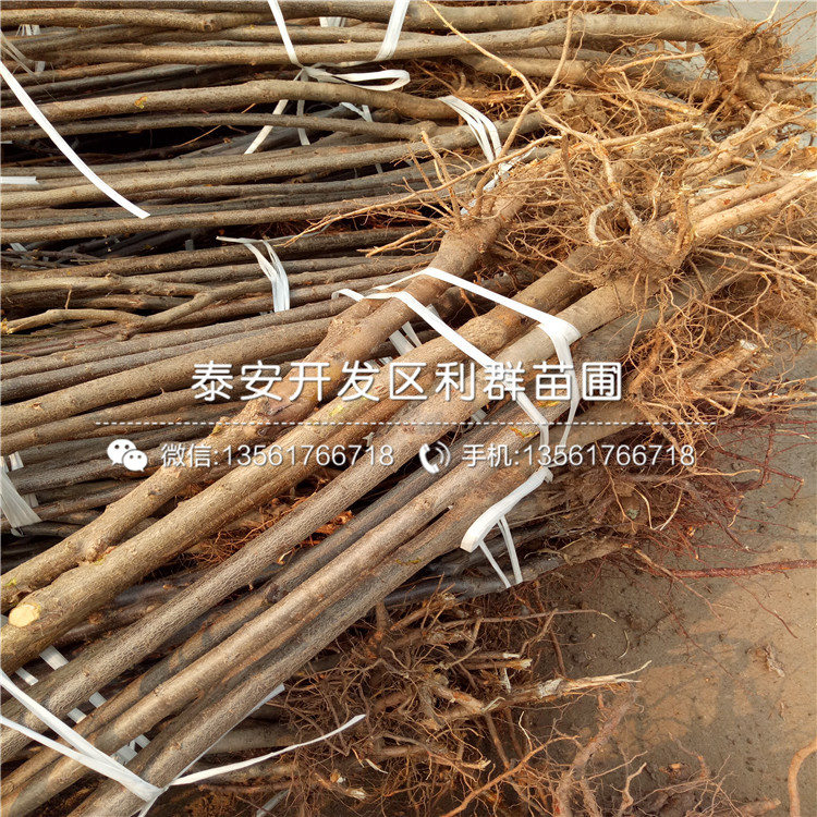 黑布林李樹苗價(jià)格、黑布林李樹苗基地