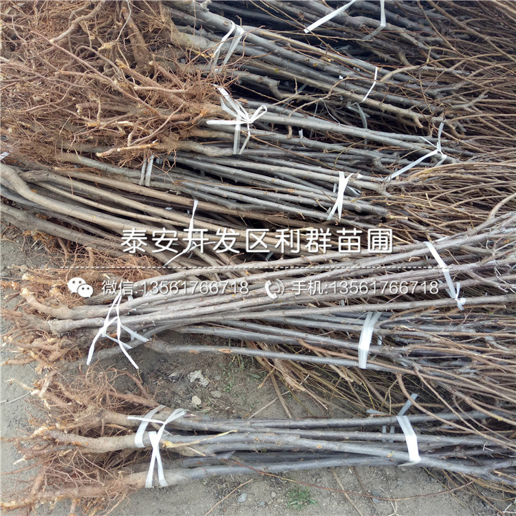 味帝李樹苗出售、味帝李樹苗價格