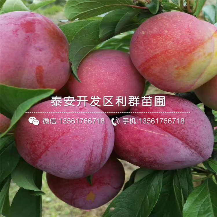 出售李子樹(shù)苗批發(fā)基地